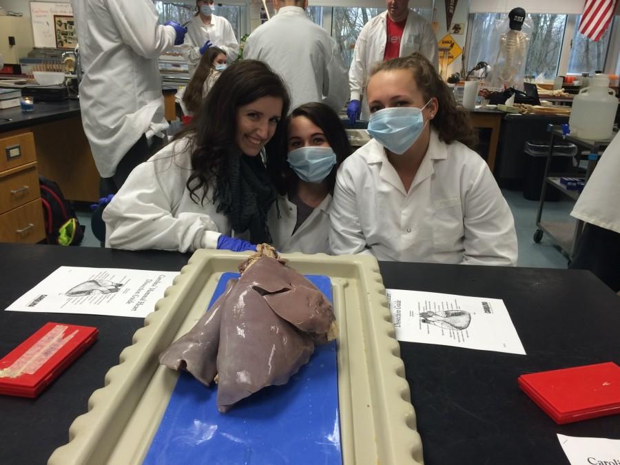 Cow+Heart+Dissection