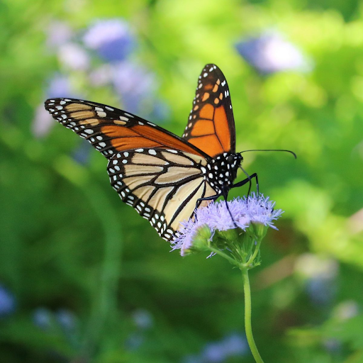 Monarch butterfly population plummets 86% in one year in