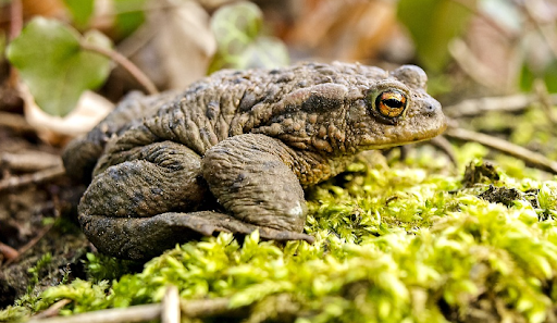 Navigation to Story: What On Earth Is a Toad