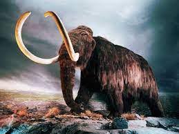 Navigation to Story: Is It a Good Idea to Bring Back the Woolly Mammoth?